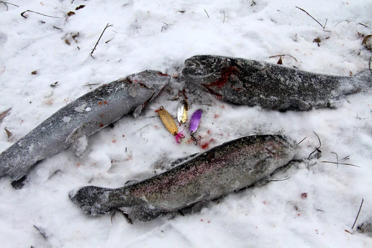 Снасть на форель на платниках. Приманки на форель зимой со льда. Зимняя рыбалка на форель. Блесна на кумжу. Джиг на форель.