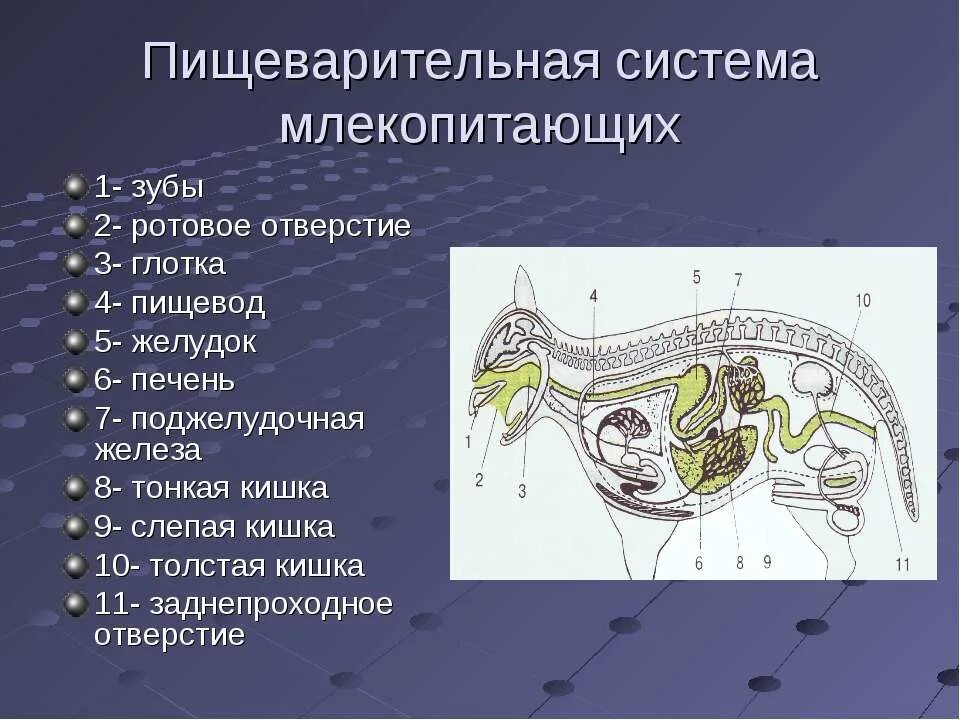 Из каких отделов состоит пищеварительный тракт млекопитающих. Пищеварительный тракт млекопитающих схема. внутреннее строение млекопитающих 7 класс пищеварительная система. пищеварительная система млекопитающих схема биология 7 класс. пищеварение млекопитающих, биология 7 класс.