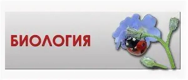 Издательство легион вебинары по русскому языку