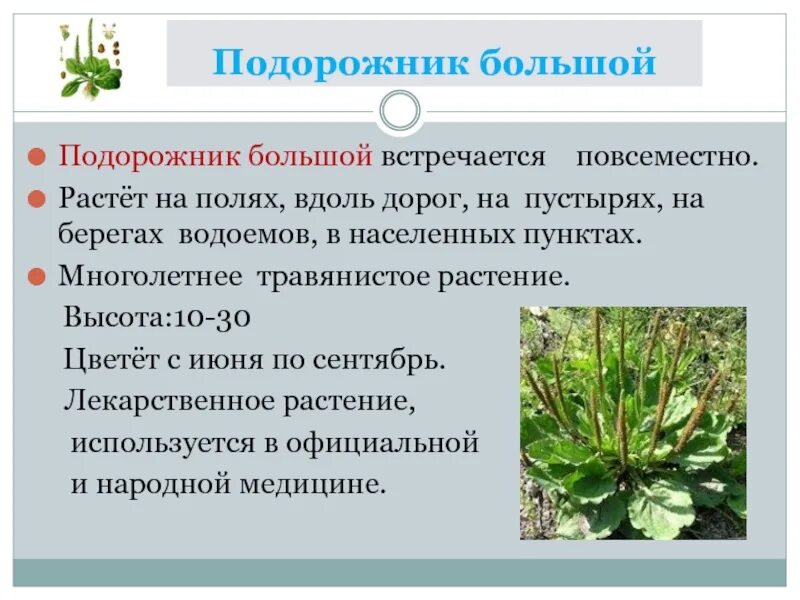 Сообщение второй класс. Подорожник растение. подорожник описание растения для 3 класса. сообщение о подорожнике. рассказ о подорожнике.
