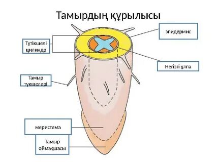 Киімдегі порно лесбиянкалар