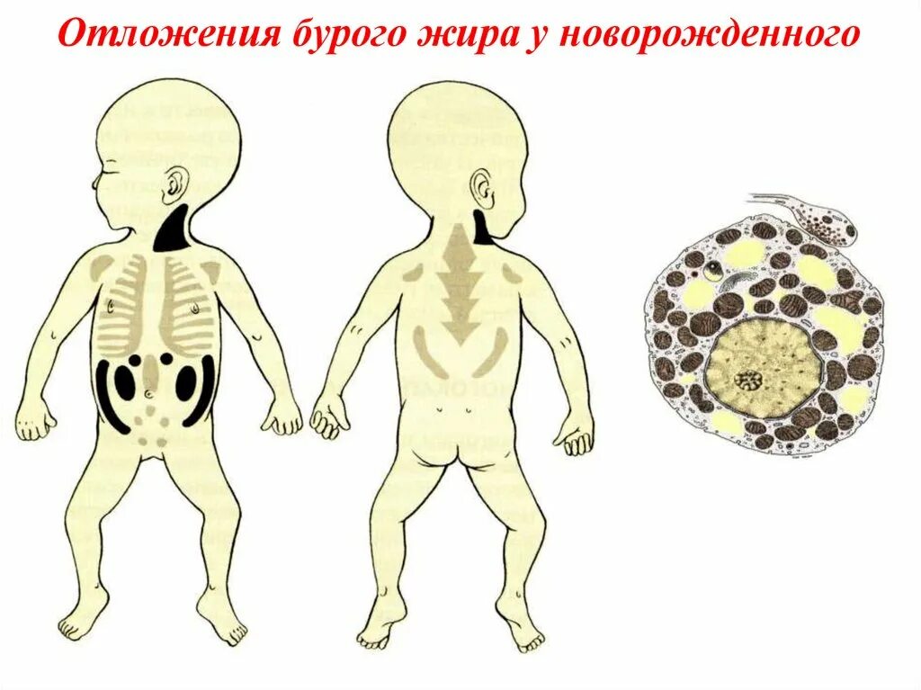 Функция отложения жира у животных. Функция отложения жира у животных