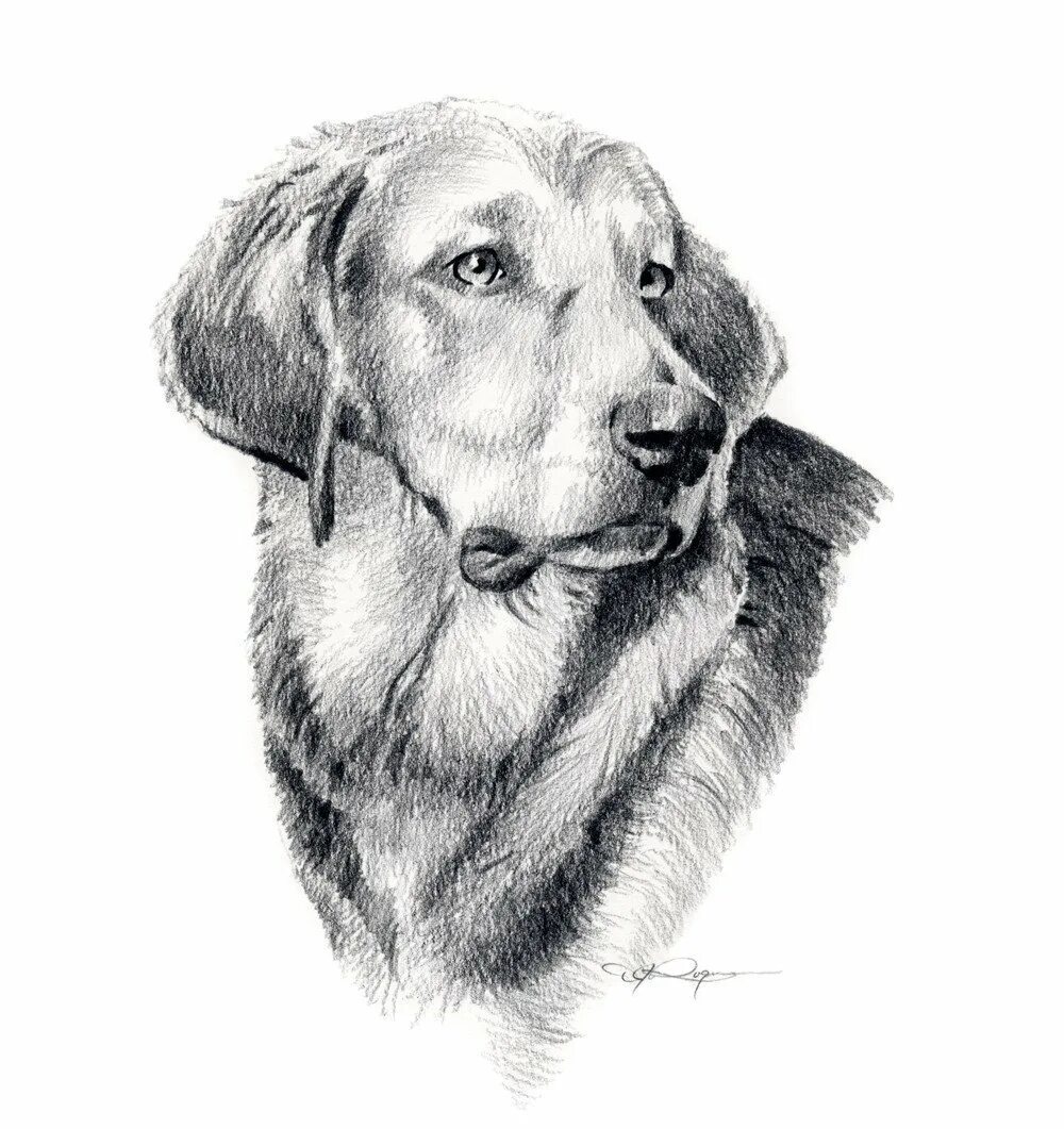 Портрет собаки карандашом. Собака рисунок карандашом. Портрет лабрадора карандашом. Лабрадор карандашом. Рисунок собаки графика