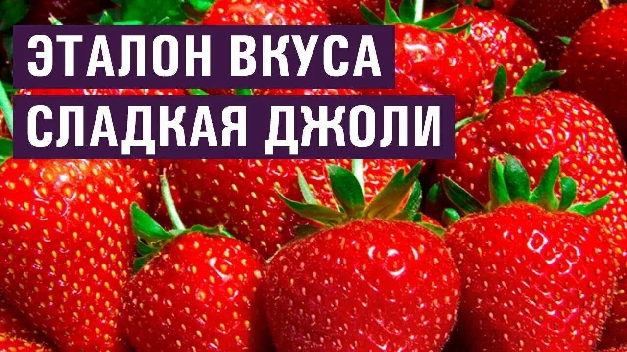 Сорта клубники джоли отзывы. Сорт клубники Джоли. Земляника Садовая Джоли. Сорт земляники Джоли. Клубника Джоли фото.