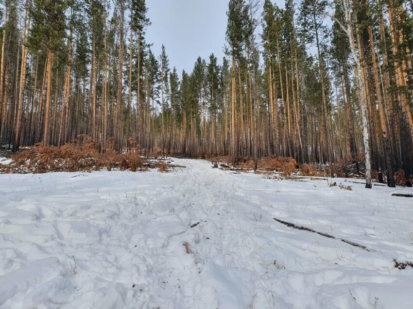 Село малета забайкальский край. Озеро аленка чарские пески. Погода пески забайкальский. Село баляга петровск забайкальский. Чарские пески забайкальский рабочий.