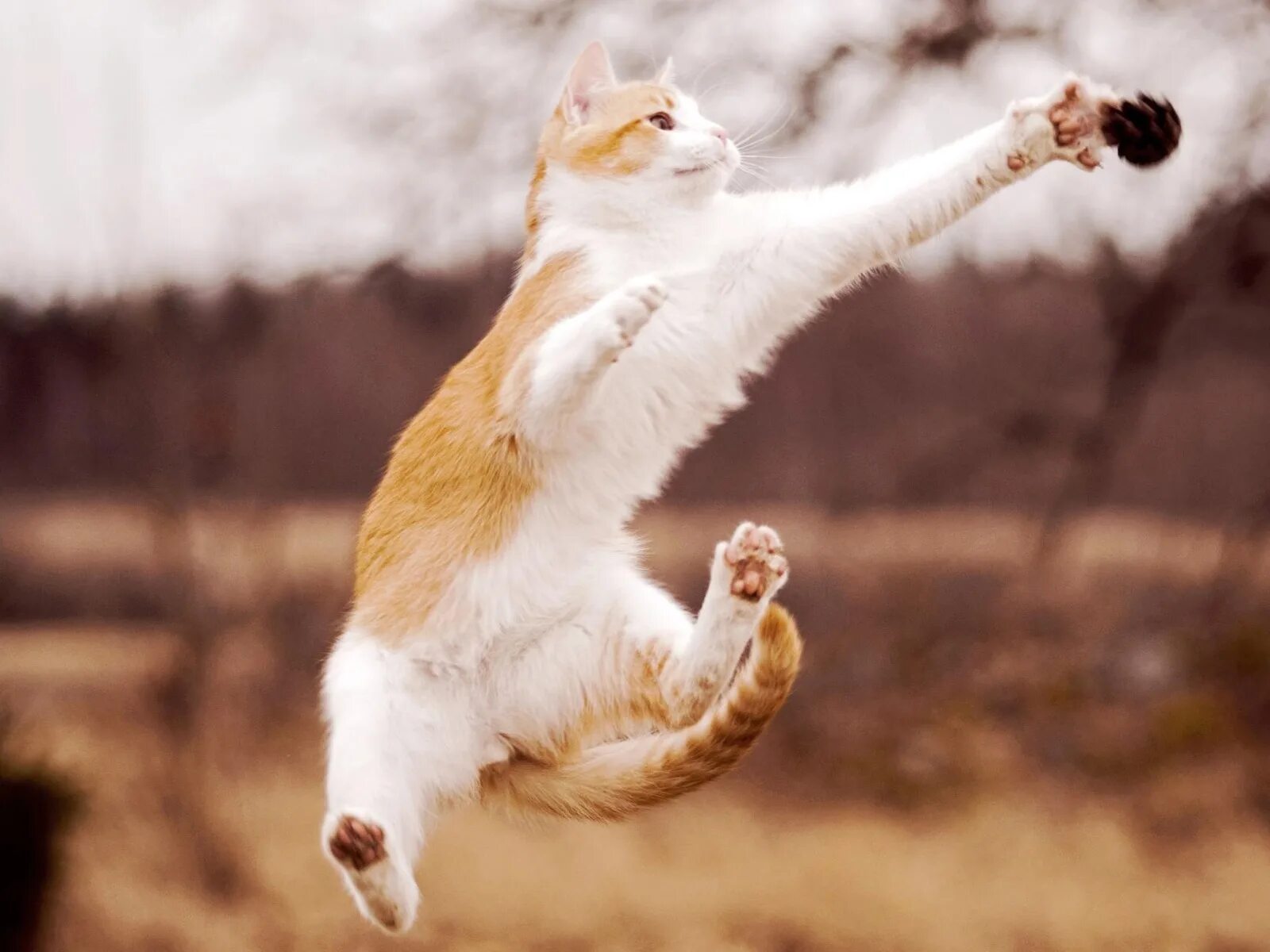 Кошка в полёте. Кошка прыгает. Летающие коты. Радостный кот. Краше кэт
