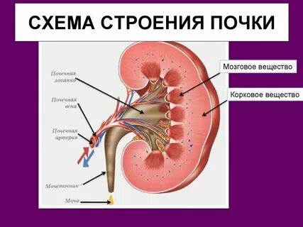 На рисунке изображено строение почки