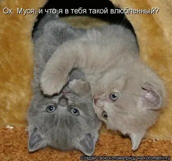 Чего он такой влюбленный