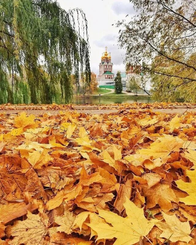 Октябрь йошкар. Золотая осень в Новодевичьем монастыре. Парк Новодевичьи пруды осень. Осень в Новодевичьем парке. Парк у Новодевичьего монастыря осенью.