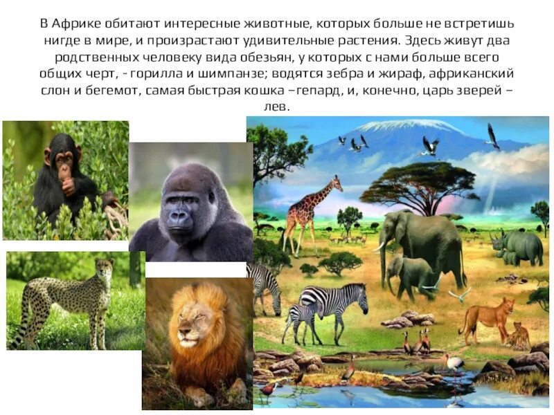 Какие животные обитают в африке 4 класс. Растения которые обитают в африке. в африке обитают. какие животные обитают в африке. животные которые обитают только в африке.