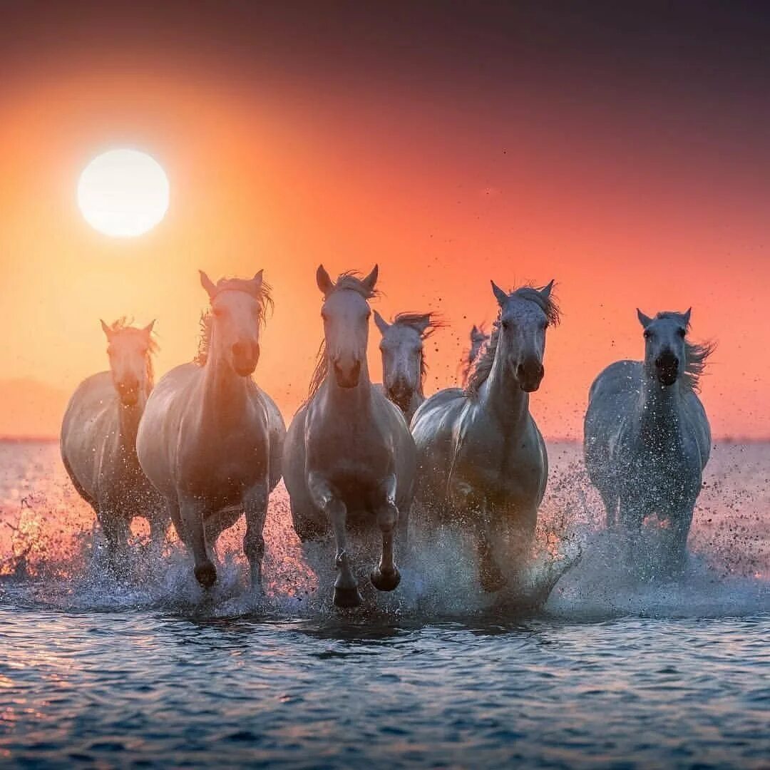 Большой табун лошадей. Табун лошадей с жеребятами. Стая лошадей. Табун лошадей. Табун коней бегает башкирия.