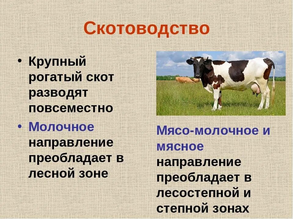 Отрасли скотоводства. Отрасль разведение крупного рогатого скота. Животноводство КРС. Характеристика скотоводства.