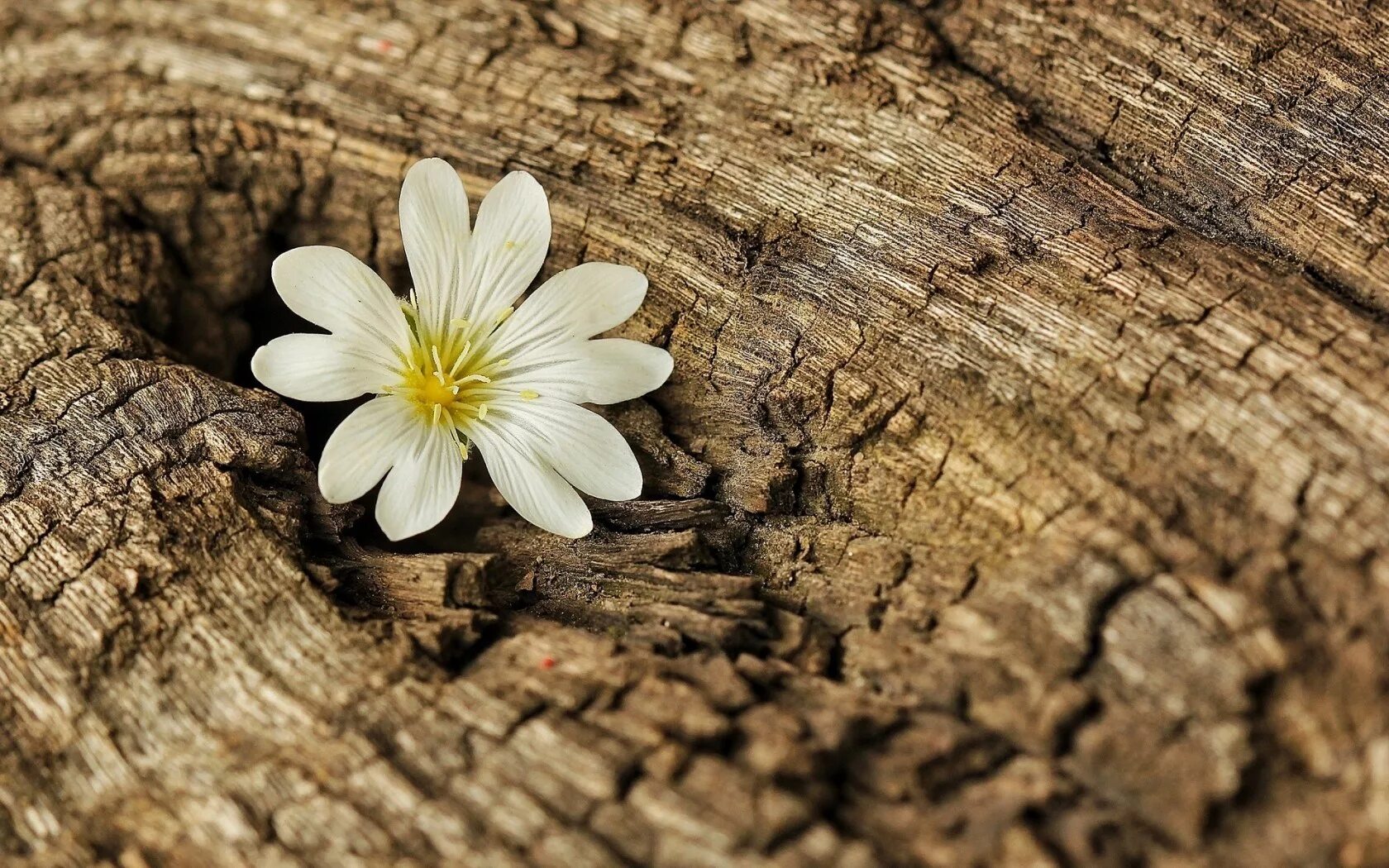 Wait flowers