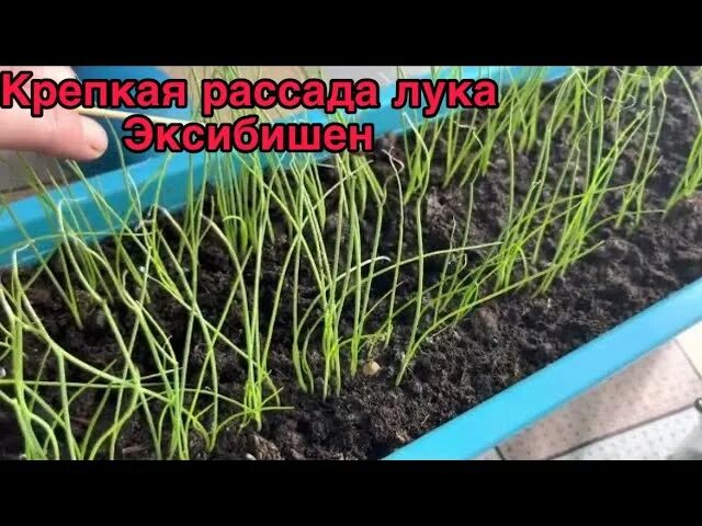 Лук Эксибишен рассада. Как ухаживать за рассадой эксибишен