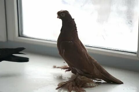 Голуби двухчубые