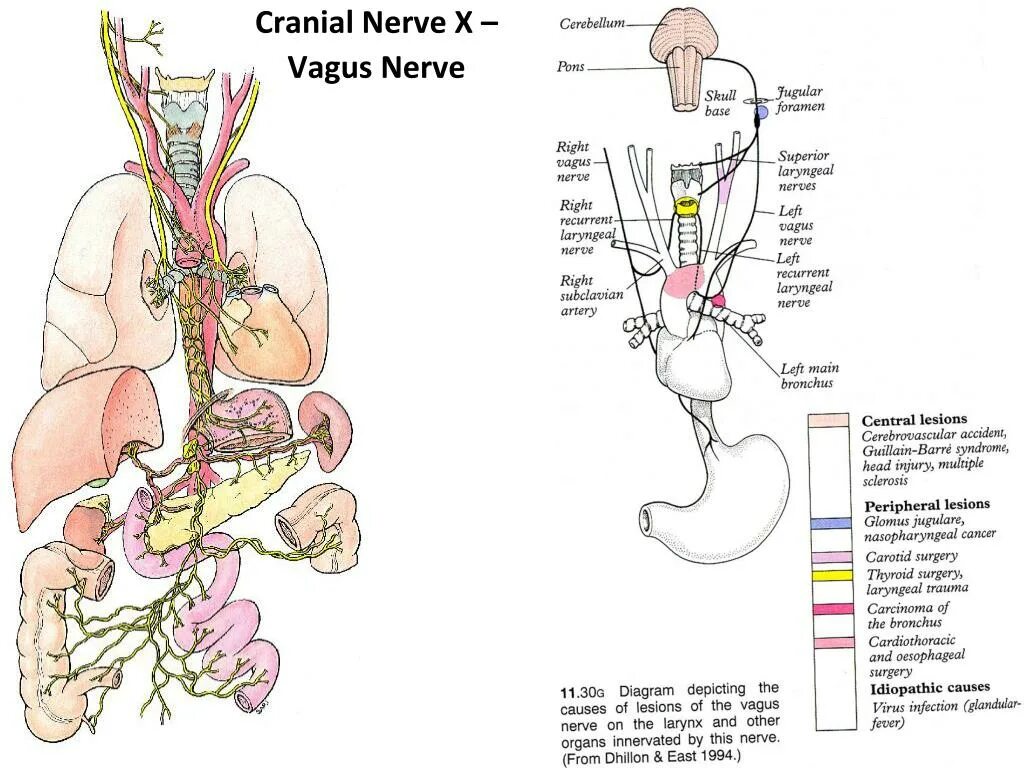 Вагус блуждающий нерв. Vagus nerve анатомия. Блуждающий нерв анатомия схема на шее. Вагус нерв анатомия схема.