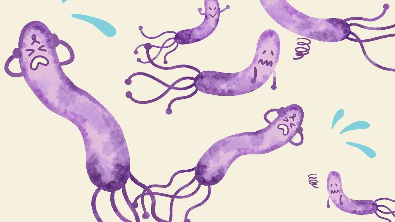 Болезнетворная бактерия 7. Бактерия хеликобактер пилори рисунок. Helicobacter pylori эпидемиология.