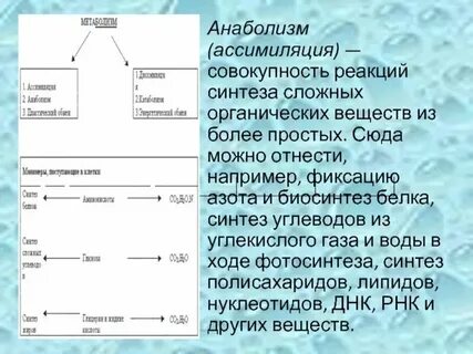 Совокупностью реакций синтеза органических веществ называют