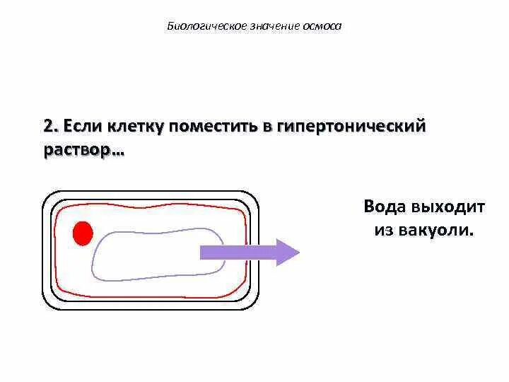 Биологическое значение осмоса. Вода будет выходить из клетки, если ее поместить в раствор. Клетки помещенные в раствор. Вода выходит из клетки если ее поместить в раствор. Клетку поместили в дистиллированную воду