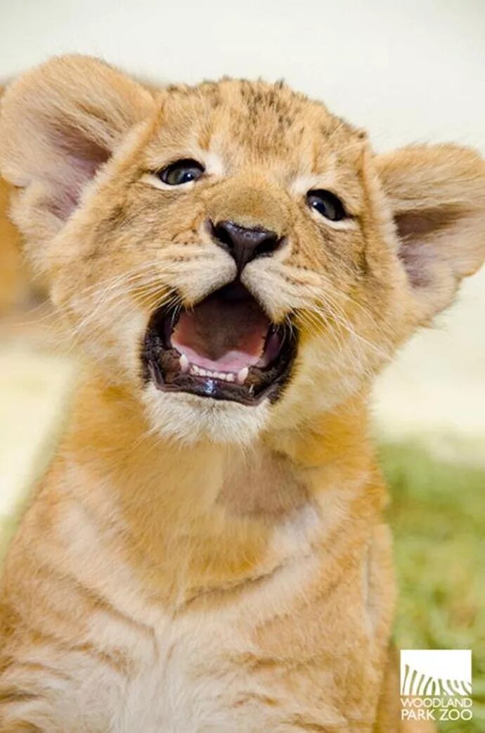 красивые звери. морда львенка. ты с улыбкой львенка с глазами. львенок. грустный львенок.