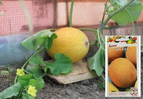Дыня сорт алтайская
