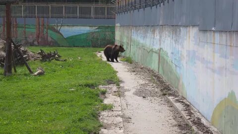 После зоопарка