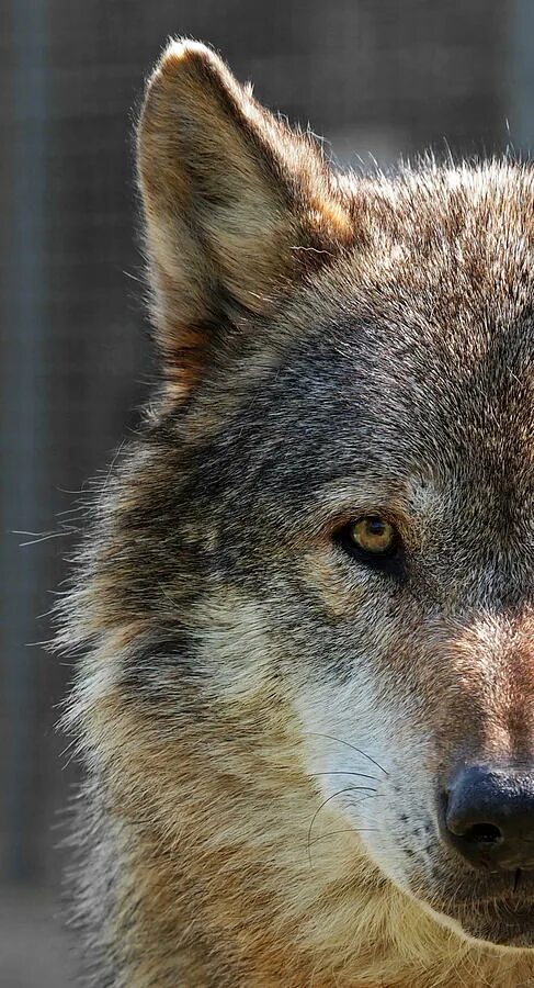 Лицо волка. Волк альфа самец. Серый альфа волк. Воклк. Wolf alfa.