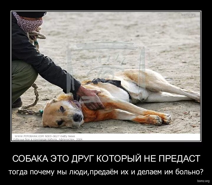 Почему человек преданный. Собаки лучше людей. предали собаку. собаки преданы человеку. собака не человек собака не предаст.
