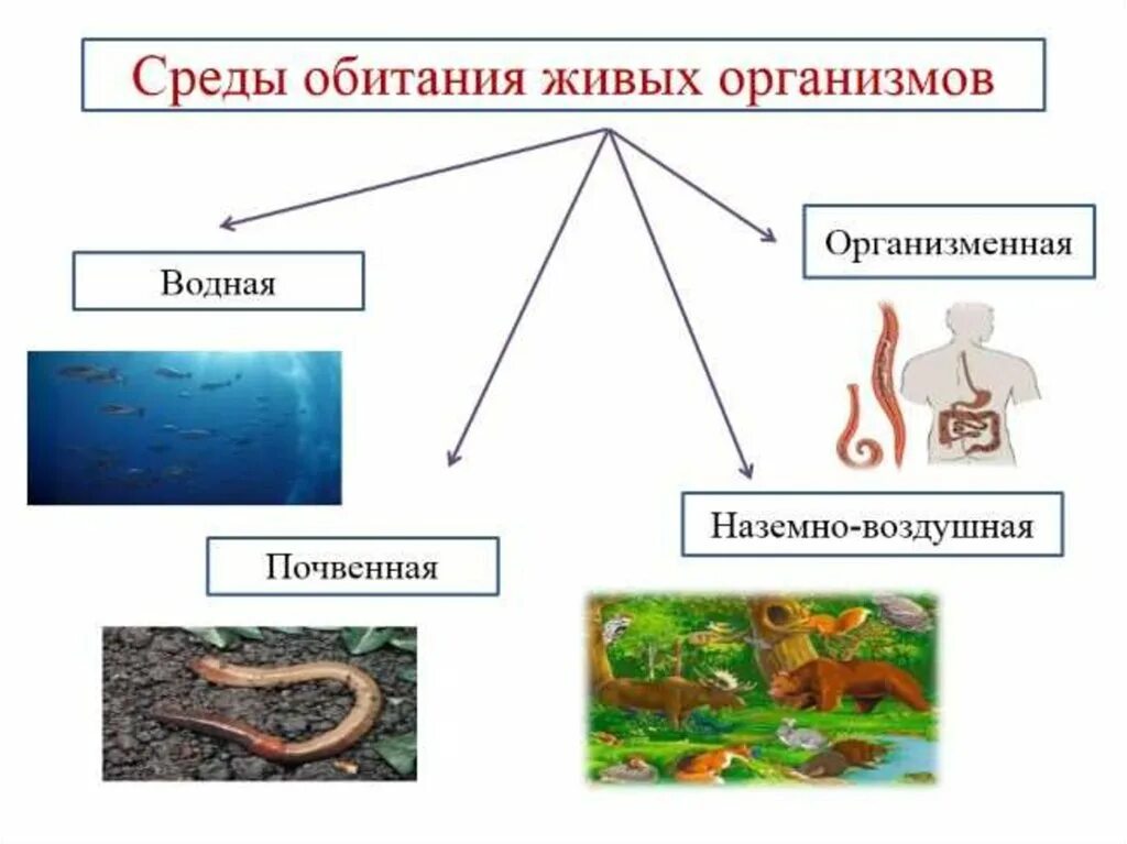 Приведите примеры живых организмов обитающих