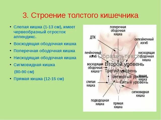 Толстый кишечник особенности строения и функции. Строение Толстого отдела кишечника. Строение Толстого отдела кишечника человека. Особенности строения и функции отделов кишечника.