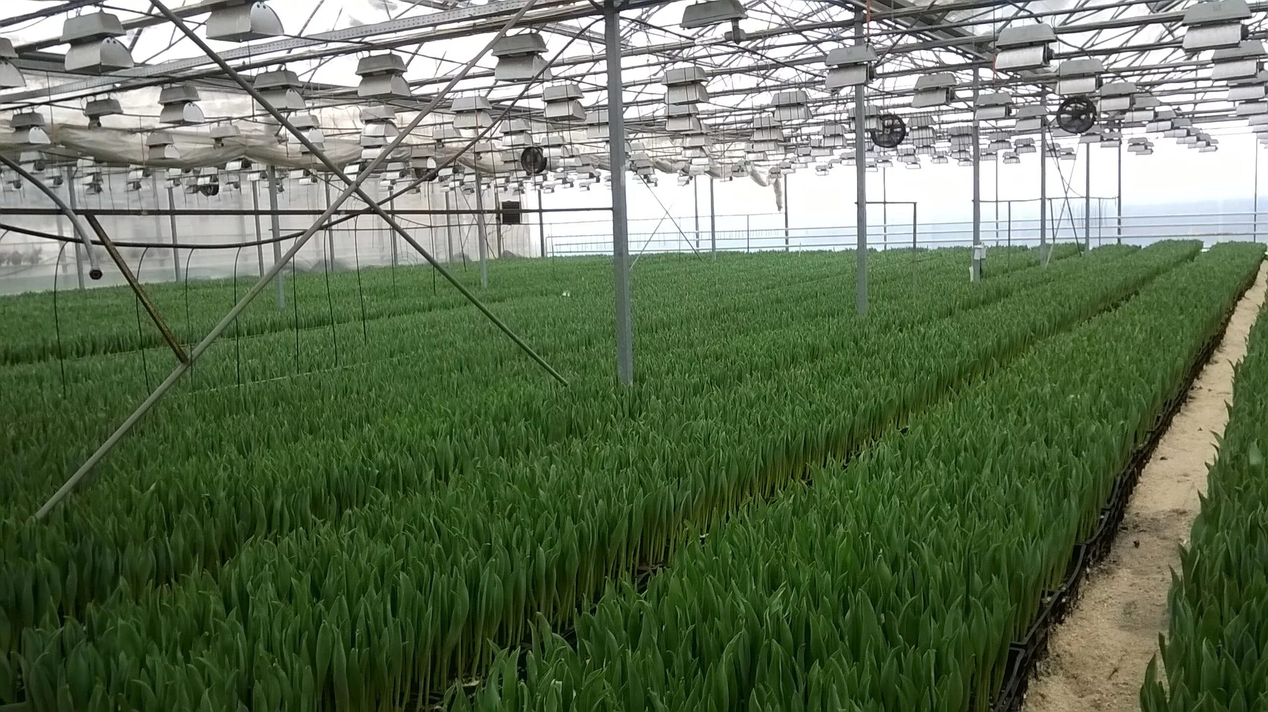 Цветы удмуртии теплицы. Чайковский тепличный комбинат. Питомник декоративных растений калинково. Сарапульские теплицы розы. Адрес компаний цветы удмуртии сарапуле.