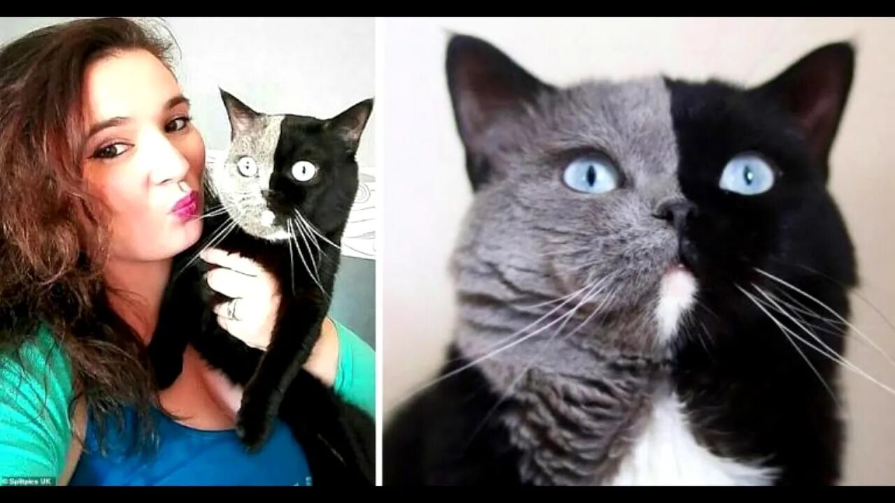 Тренд с котиками. Кот Нарния и его котята. Кот Нарния и его котята фото. Коты двуличные. Котики необычного цвета фото.