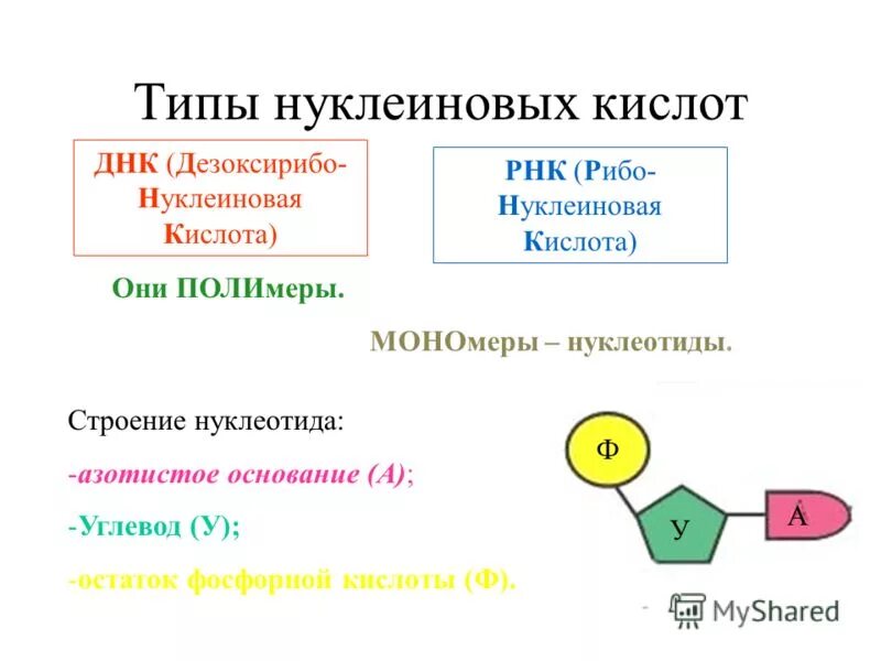 Состав нуклеиновых кислот днк