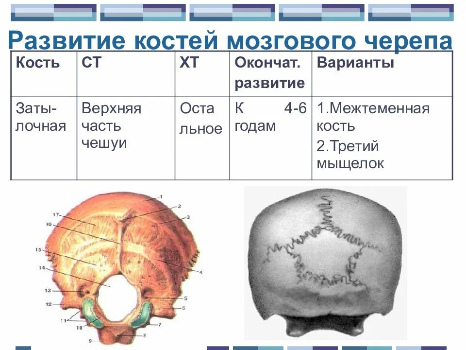 Таблица эволюции головного мозга. Развитие строения черепа. Развитие мозгового черепа. Развитие черепа в онтогенезе.