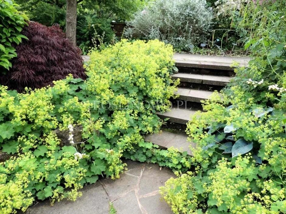Priorwood Garden and Dried Flower Shop Garden landscape design, Garden, Flower g