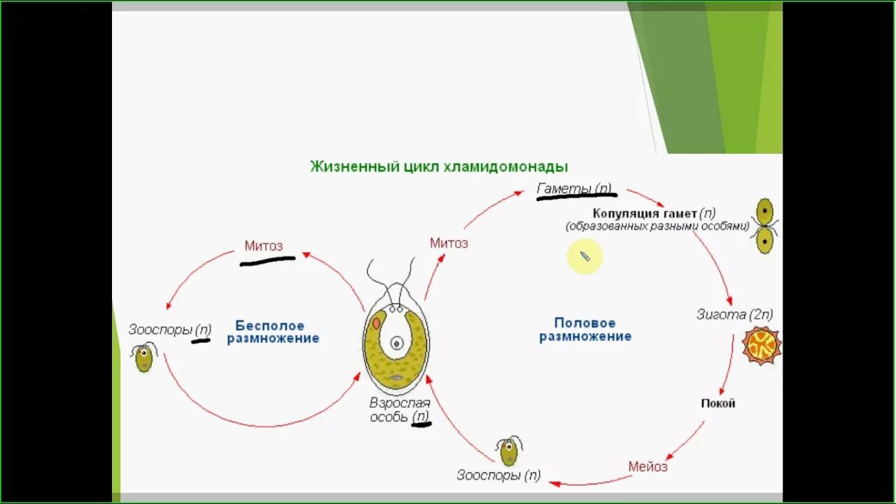 Цикл размножения хламидомонады. Цикл размножения водоросли хламидомонады. Chlamydomonas жизненный цикл. Цикл развития хламидомонады схема. Мейоз хламидомонады