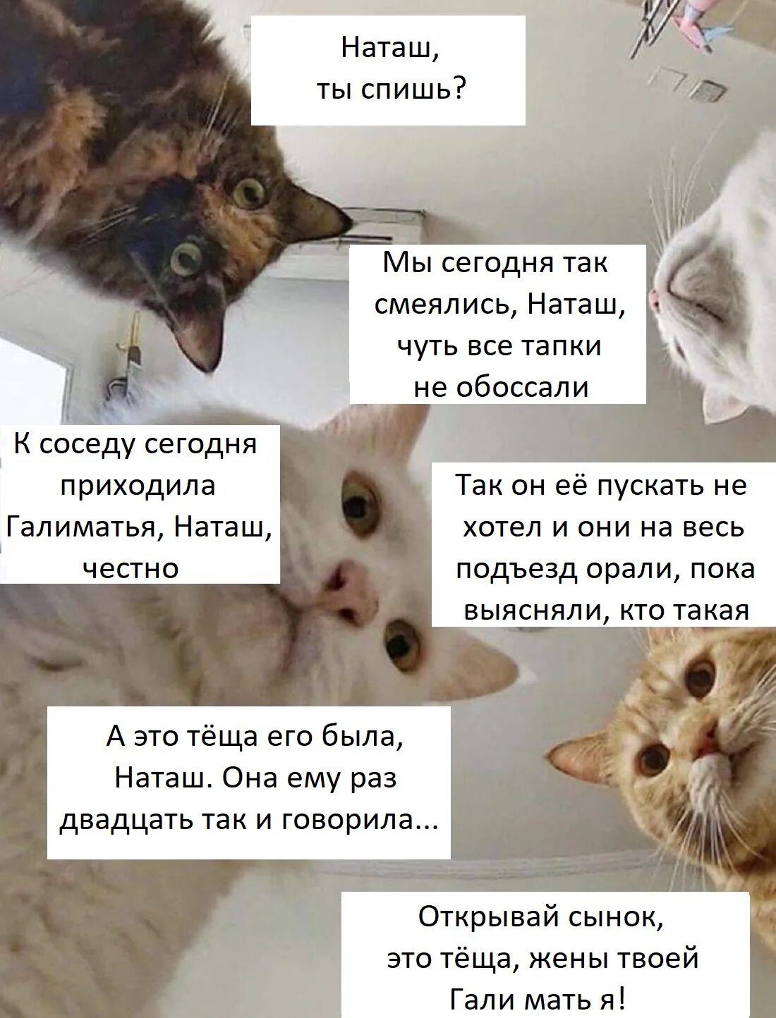 Почему коты молчат. Наташ ты спишь. Наташ ты спишь коты. Шутки про котов. Наташа и коты.