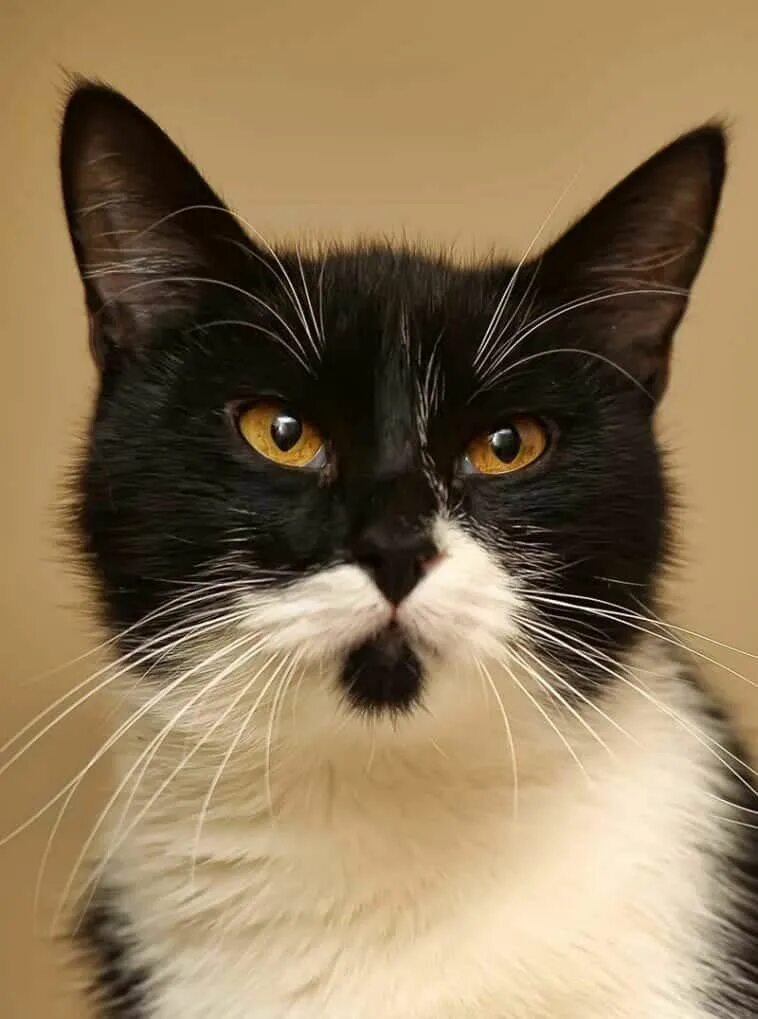Tuxedo cat. Такседо кэт. порода тукседо. tuxedo порода кошек. такседо коты.