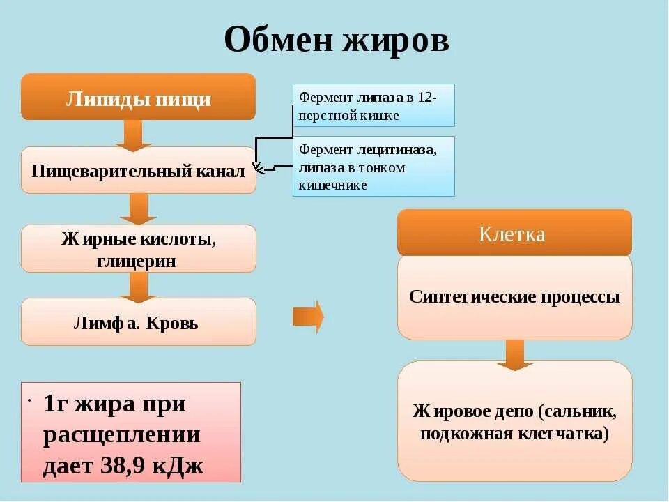 Изменения происходящие в жирах