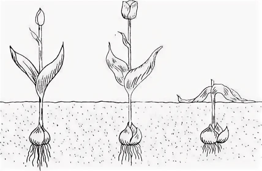 Строение тюльпана корневая система. Плодоносящий побег тюльпана. Корневые клубни тюльпана.