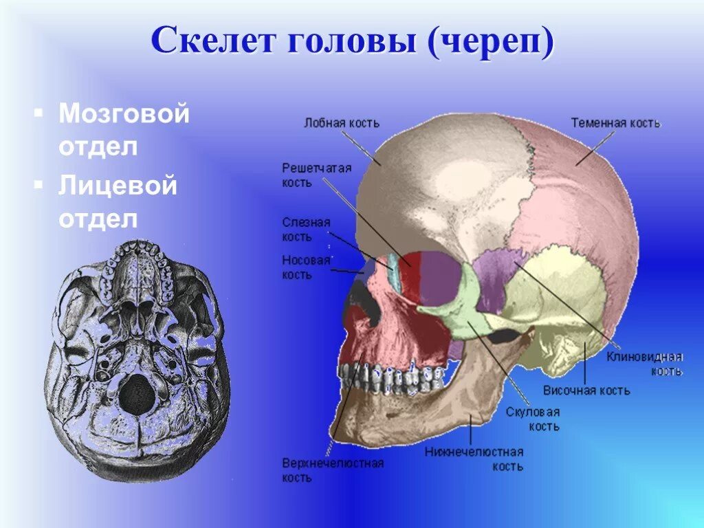 Кости мозгового отдела черепа человека анатомия. Скелет головы лицевой отдел мозговой отдел. Скелет головы череп состоит из мозгового и лицевого отделов. Скелет головы лицевой отдел кости. Термин череп