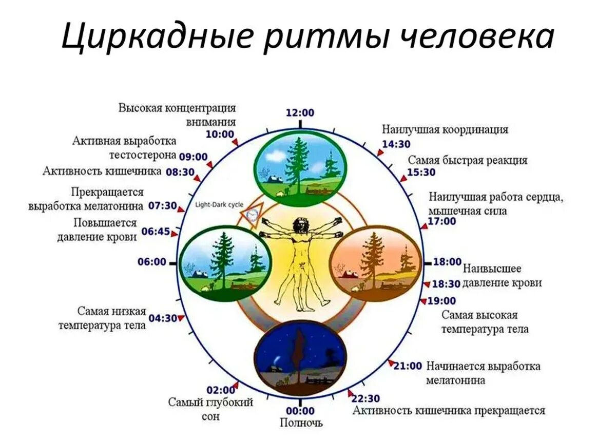 Циркадные биоритмы человека. Сон биоритмы циркадные ритмы. Циркадные ритмы человека по часам и органам. Биологические суточные часы организма человека по часам работы. Изменяется от 2 8 до