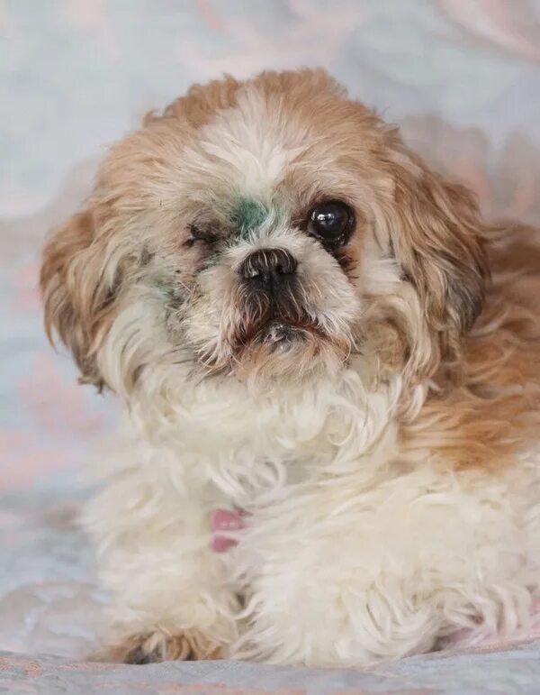 Собачка ши тцу. Ши-тцу. Ши тцу бусинка. Клички для ши тцу. Клички для ши тцу.