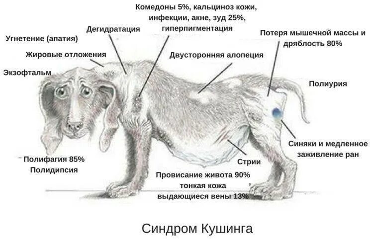 Болезни бывают кошек. Признаки болезни Кушинга у собак симптомы. Лекарства при синдроме Кушинга у собак. Синдром Кушинга у кошек и собак.