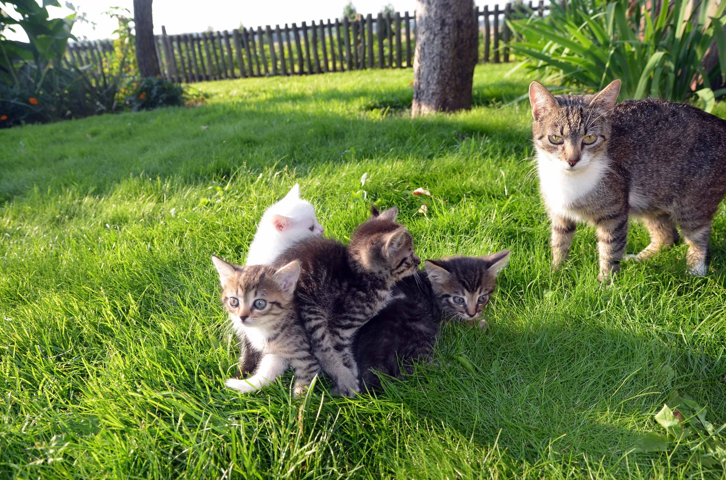 Кошка в деревне. Кошка с котятами. Кошка с котятами в деревне. Три кошки.