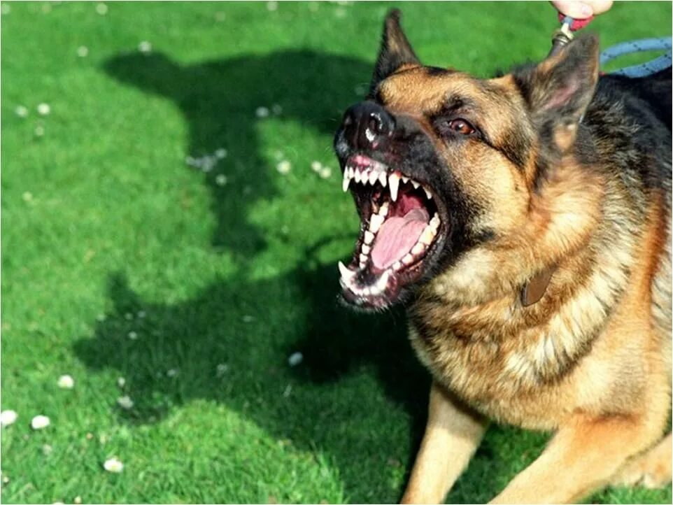 Овчарка оскал. Бродячая овчарка. Злая овчарка. Немецкую овчарка кусается. Нападение немецкой овчарки.