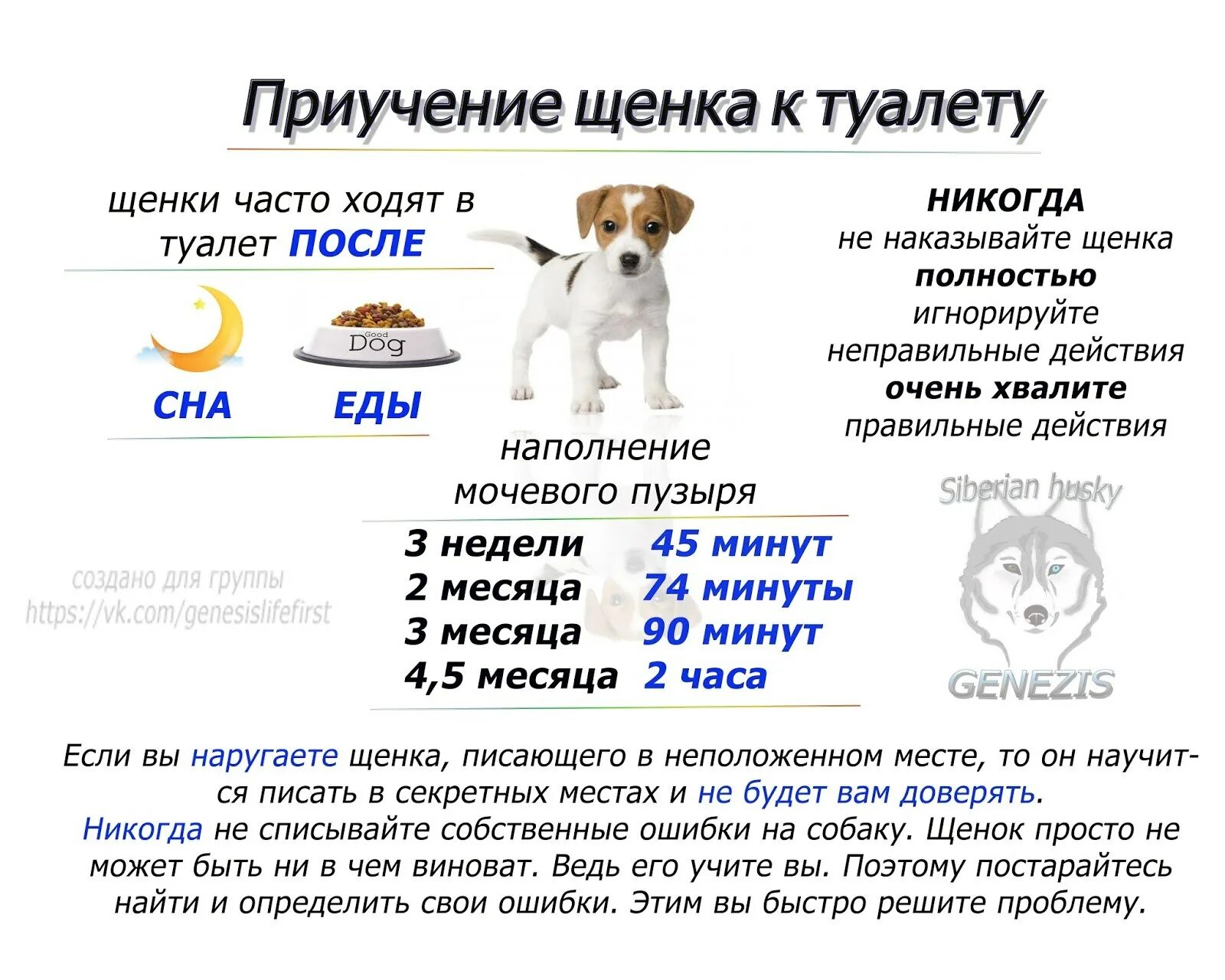 Сколько нужно выгуливать собаку. Распорядок щенка 2 месяца. Сколько раз в день должен какать щенок. Сколько должен какать щенок. График кормления собак по возрасту.