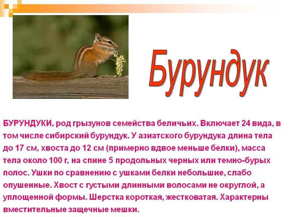 Бурундук окружающий мир 4 класс сообщение кратко. Сообщение о бурундуке. бурундук доклад.