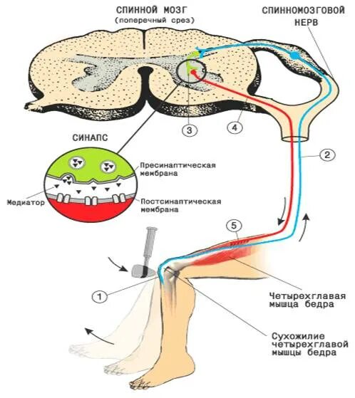 Анатомия спинного мозга. Рефлекс. Рефлекторная дуга. Спинномозговой нерв рефлекторная дуга. Звенья рефлекторной дуги спинного мозга. Схема рефлекторных дуг спинного мозга.