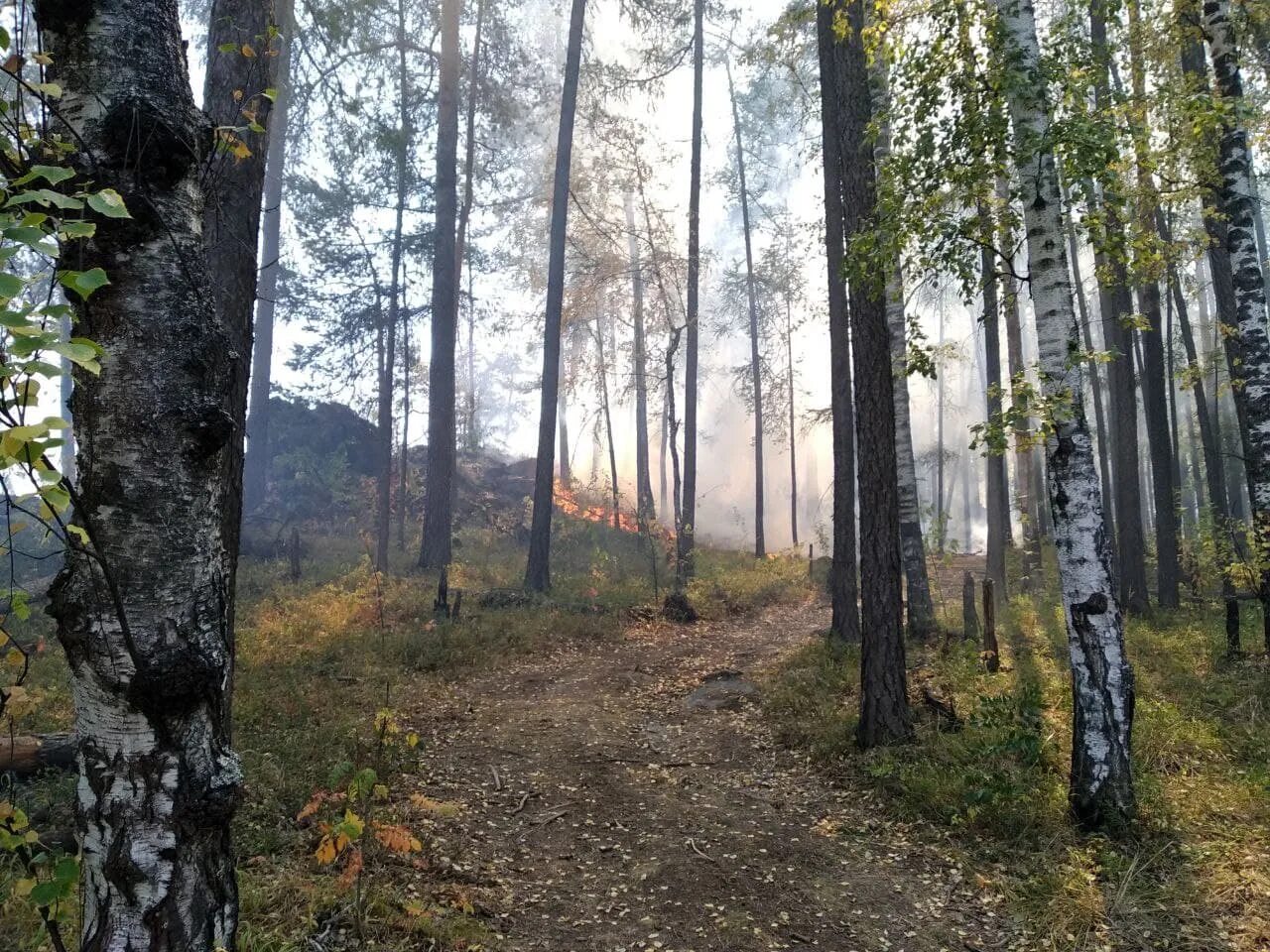Ревда лист. Каменный лес ревда. лес в ревде. тёмная гора ревда лес. лес в городе ревда.
